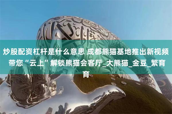 炒股配资杠杆是什么意思 成都熊猫基地推出新视频 带您“云上”解锁熊猫会客厅_大熊猫_金豆_繁育
